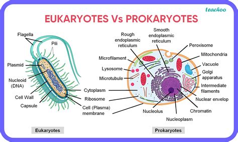 eukaryotic pronounce|pronounce prokaryotic and eukaryotic cells.